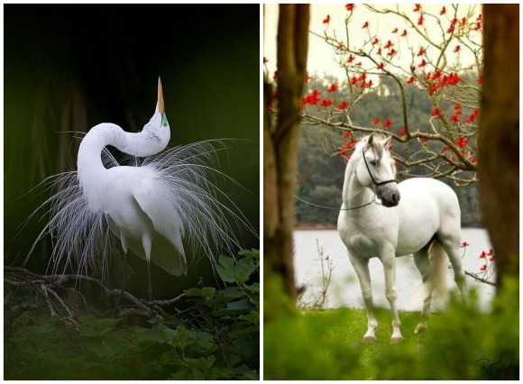 white bird and horse