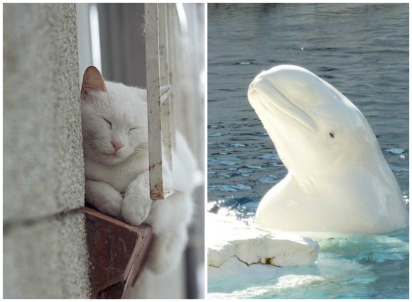 white cat and whale